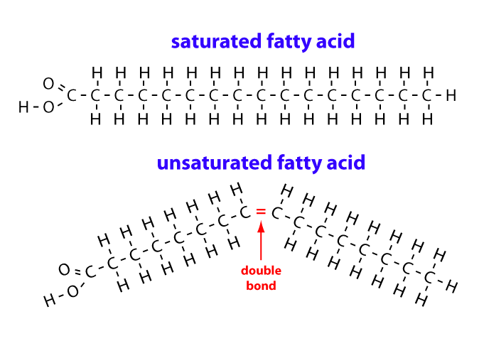 saturated fat molecule model
