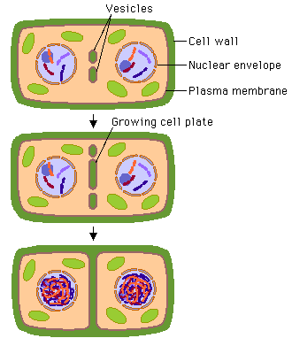 cell plate mitosis