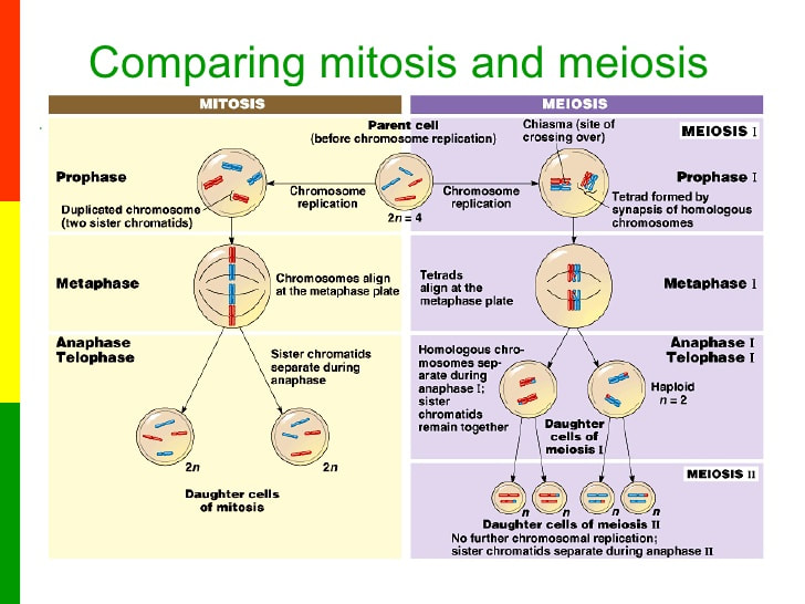 mitosis and meiosis compare and contrast stages