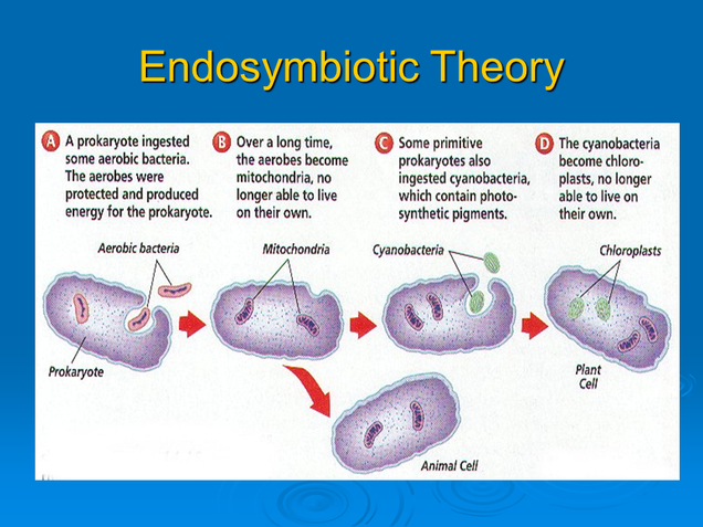 what is symbiosis explain with example in chemistry