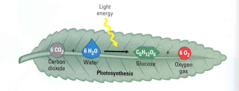 Best Software For Organizing Scientific Papers On Photosynthesis